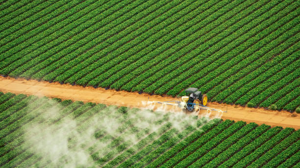 Wasp Removal Services in Soperton, GA