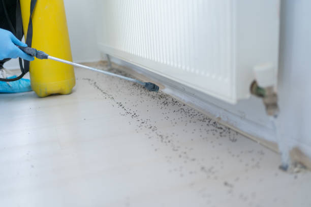 Best Flea Control Services  in Soperton, GA